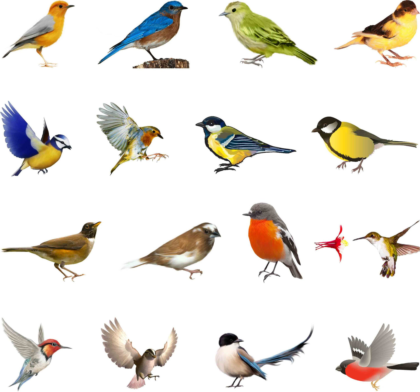 Colorful Natural Birds Big Sticker - Set of 16