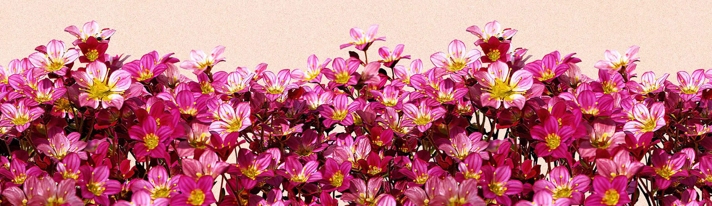 Decorative Carolina Rose Flowers Nature Wall Border