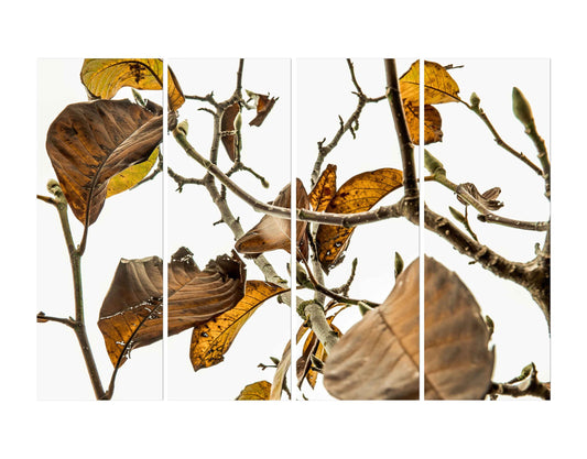 Close-up Brown Leaves Wall Digital Print