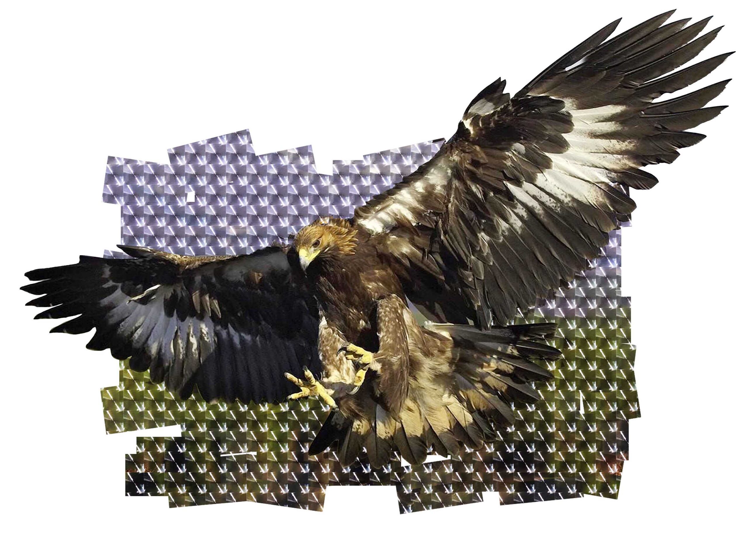 3D Eagle Wall Sticker