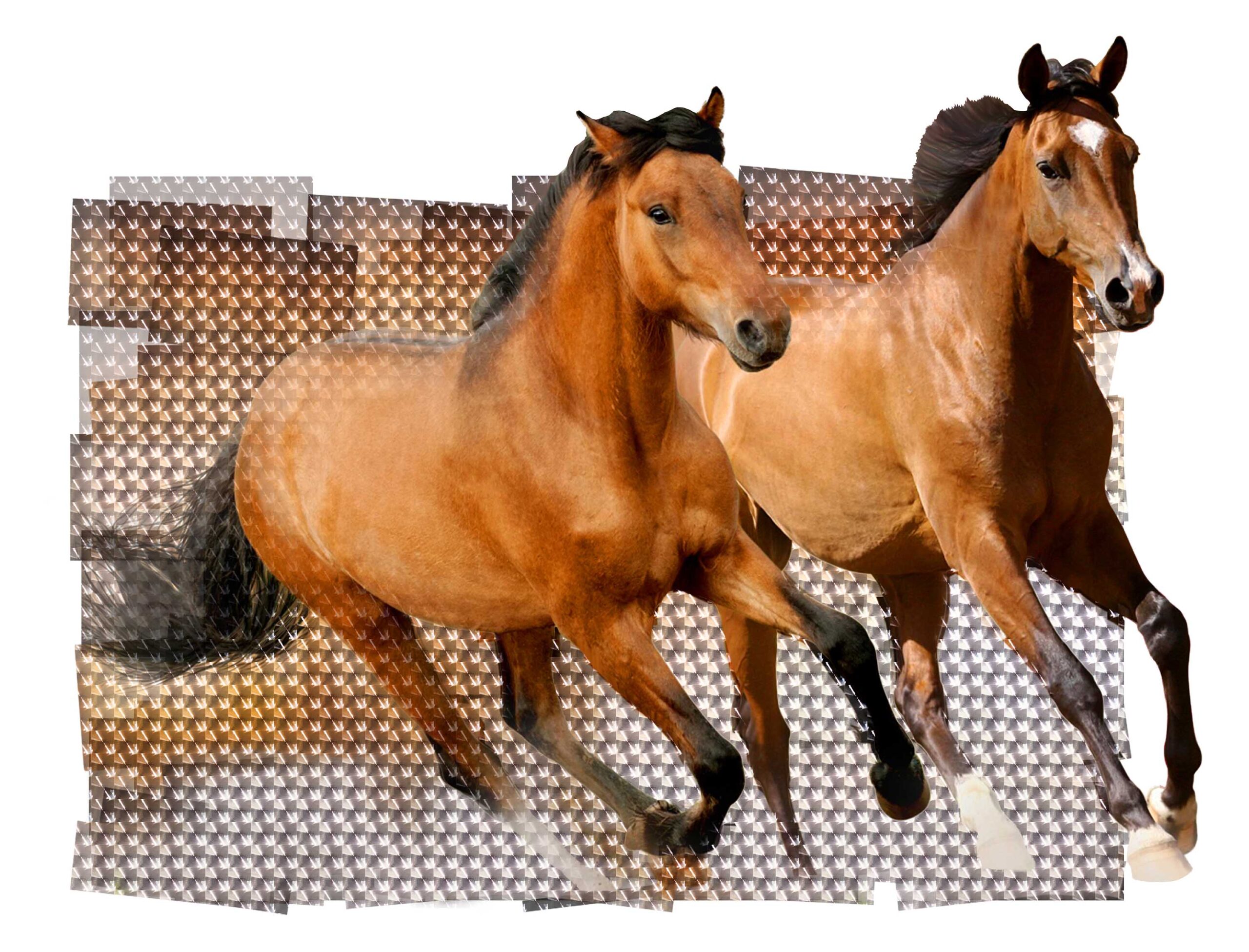 Horses 3D Wall Sticker